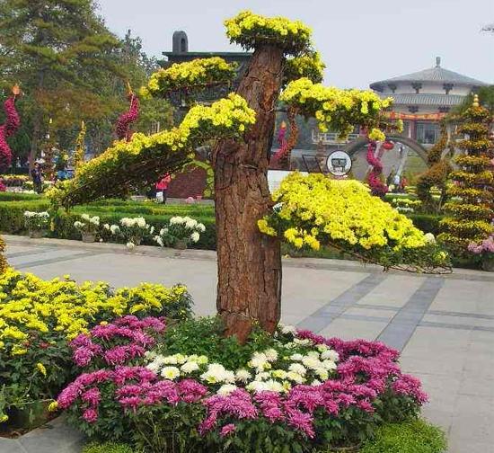 阿勒泰菊花造型